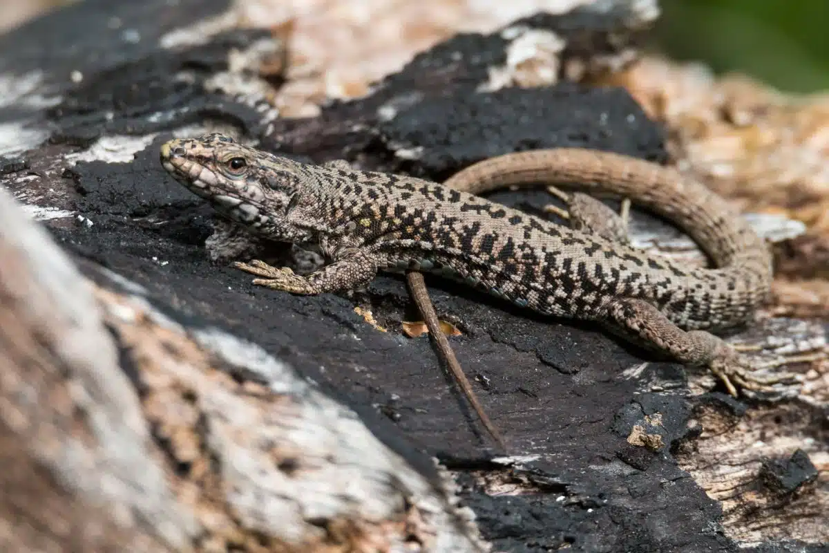 lézard 