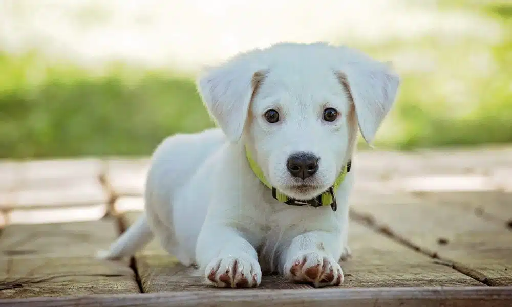 Sur quels critères choisir le collier de son chien ?