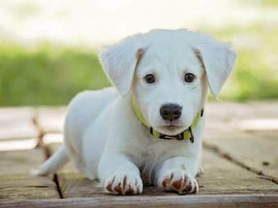 Sur quels critères choisir le collier de son chien ?