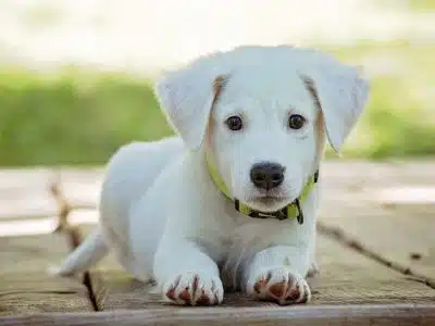 Sur quels critères choisir le collier de son chien ?