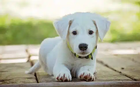 Sur quels critères choisir le collier de son chien ?