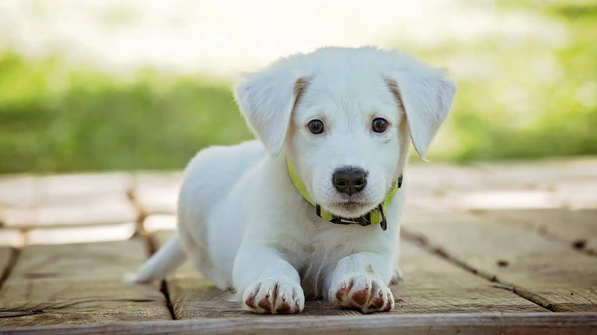 Sur quels critères choisir le collier de son chien ?